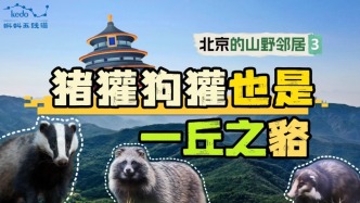 當(dāng)我的望遠(yuǎn)鏡被豬獾撿到......