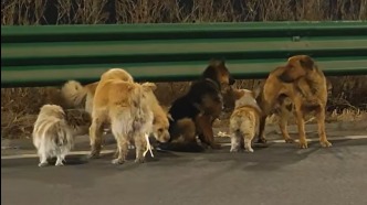 誰(shuí)也阻擋不了我們回家的決心！小狗們結(jié)伴徒步十七公里回家，這份情誼令人淚目