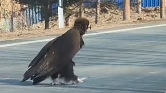 琿春路上驚現(xiàn)座山雕，“大鳥”悠閑散步！