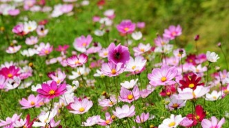 用匠心守護(hù)“天路”的十朵金花 ——記世界海拔最高鐵路首支“女子探傷班