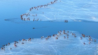 項(xiàng)級(jí)的視覺盛宴！這份四平觀鳥“秘籍”請(qǐng)查收