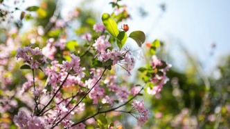 杜詩(shī)中的借代