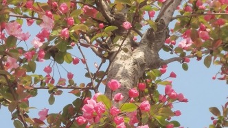 海棠花開似天仙