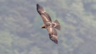 他們來崇州“護航”猛禽遷徙