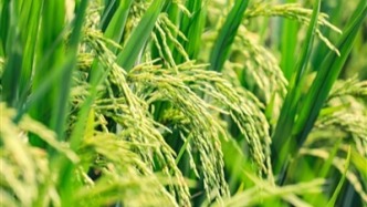 海南：錨定種業(yè)振興目標(biāo) 打造南繁創(chuàng)新高地