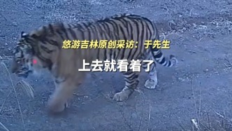 東北虎現(xiàn)身吉林琿春，在村邊悠閑散步畫面曝光，“琿春這邊生態(tài)特別好，經(jīng)常能看見”