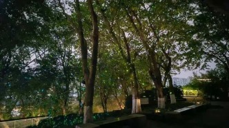 “螢火蟲”林間飛舞似繁星！磁器口山頂藏了片“發(fā)光森林”