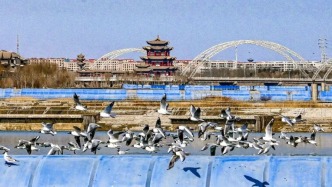保護(hù)生物多樣性丨嘉峪關(guān)：鷗鳥翩躚赴春約 討賴河畔生態(tài)美