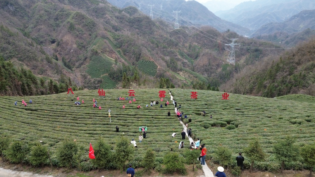 陜南平利：巴山秀水蘊(yùn)香茗