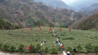 陜南平利：巴山秀水蘊香茗