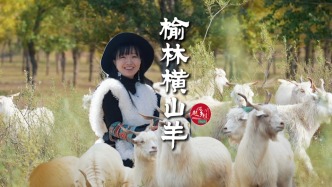 在陜西黃土高原追羊捉羊是什么體驗？