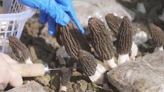 橫溪塢建了一個(gè)羊肚菌“菌團(tuán)”