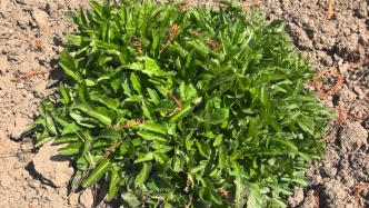 野菜季來襲，嘗鮮不忘避坑，這口春日限定鮮要吃對