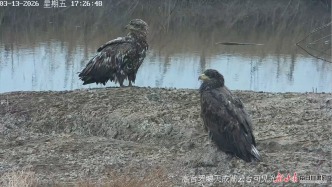 保護(hù)生物多樣性丨智慧監(jiān)控再突破！張掖黑河濕地拍到白尾海雕