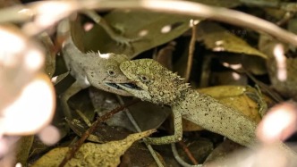 鼎湖山新發(fā)現(xiàn)！新紀(jì)錄物種+1！