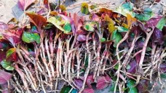 又到吃折耳根的季節(jié)，周末帶上小朋友一起下鄉(xiāng)挖折耳根，真好玩