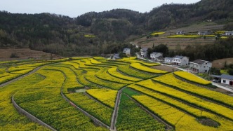 陜南平利：西河梅子園油菜花正在盛開(kāi)