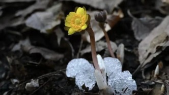 【尋春記】山水尋芳，邂逅通化醉美畫卷！