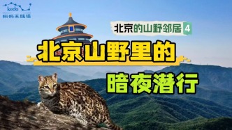 北京山區(qū)里真有“豹”？紅外相機(jī)悄悄拍下了幾位“暗夜神秘客”