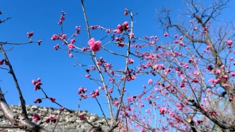 桃花盛開(kāi)的美景