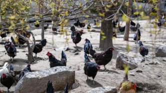 西藏日喀則：特色產(chǎn)業(yè)促鄉(xiāng)村振興