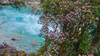 西藏易贡藏布沿线高山杜鹃迎来盛花期