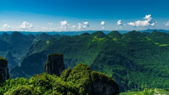對盜伐林木案“一盯到底”確保受損生態(tài)得到修復(fù)