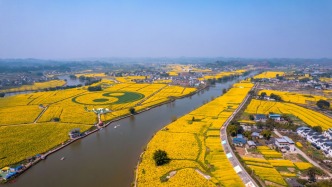 二十三畝被占耕地復(fù)墾，水泥地變金色花海