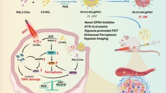蘭州大學(xué)研究團(tuán)隊(duì)構(gòu)建缺氧響應(yīng)納米系統(tǒng) 為鐵死亡增敏型腫瘤協(xié)同治療開辟新路徑