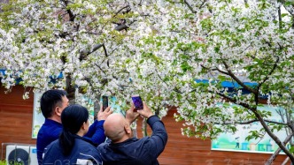 鶴壁櫻花：87個品種30余萬株，構(gòu)建“全域賞櫻”生態(tài)格局