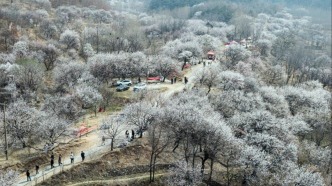 尋找最美春天|春風信至花綻時，日照踏春正當時