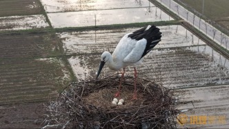 “塔生”東方白鸛夫婦產(chǎn)下4枚鳥蛋
