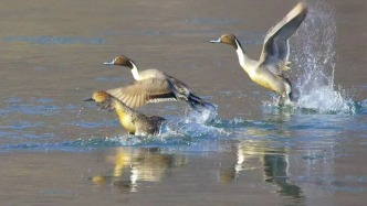 別眨眼！一場(chǎng)《百鳥爭(zhēng)春圖》正在上演