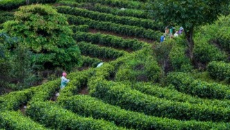 全球首個(gè)以茶為主題的世界文化遺產(chǎn)，春節(jié)期間民宿一房難求