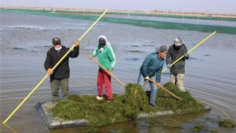 500萬(wàn)只蟹苗“移民”鄂爾多斯！