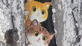 藏在街角的小可愛(ài)！鄂爾多斯這里的樹洞貓咪上線啦！