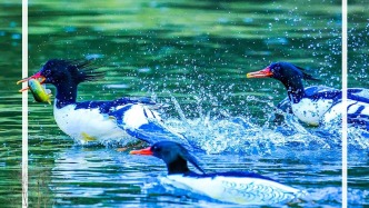 “入群”兩年，長白山這份硬核“成績單”讓世界看好