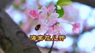 春到陜南巴山里，又逢海棠花兒開