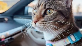 生態(tài)藝術治療｜我家毛孩子竟是 “療愈師”？藏在寵物陪伴里的動物輔助療法