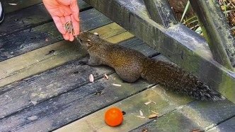 重慶中央公園驚現(xiàn)小松鼠，模樣可愛(ài)，引得大量游客圍觀