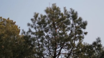 凈月潭徒步偶遇：“性格”很“怪”但拍照很出片的樹