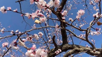临夏州东乡县唐汪杏花旅游系列活动即将启幕！22项特色活动邀您共赴春日之约