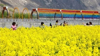 甘南舟曲：萬(wàn)畝油菜花綻放　“藏鄉(xiāng)江南”引客來(lái)