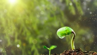 2026年食用野菜的消費提示