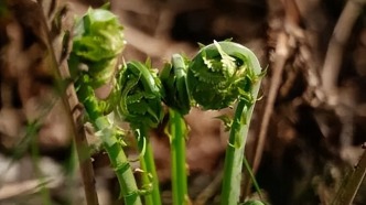 春天最“野”的玩法：去蛟河，赴一场舌尖上的踏青