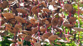 入選全國林下經(jīng)濟發(fā)展典型案例！封開這個產(chǎn)業(yè)如何做到的？