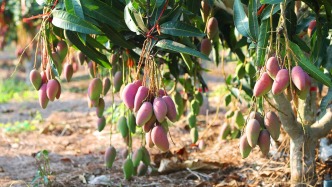 三亞芒果的五道“闖關(guān)記”