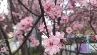 現(xiàn)代詩：春天里最動人的美人梅，綻放成溫柔的模樣 