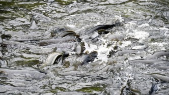 再投放10萬尾！懷集這里要打造縣域水產(chǎn)種業(yè)示范基地