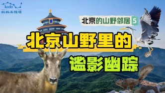 北京山野“萌”獸來(lái)襲，你見(jiàn)過(guò)幾個(gè)？